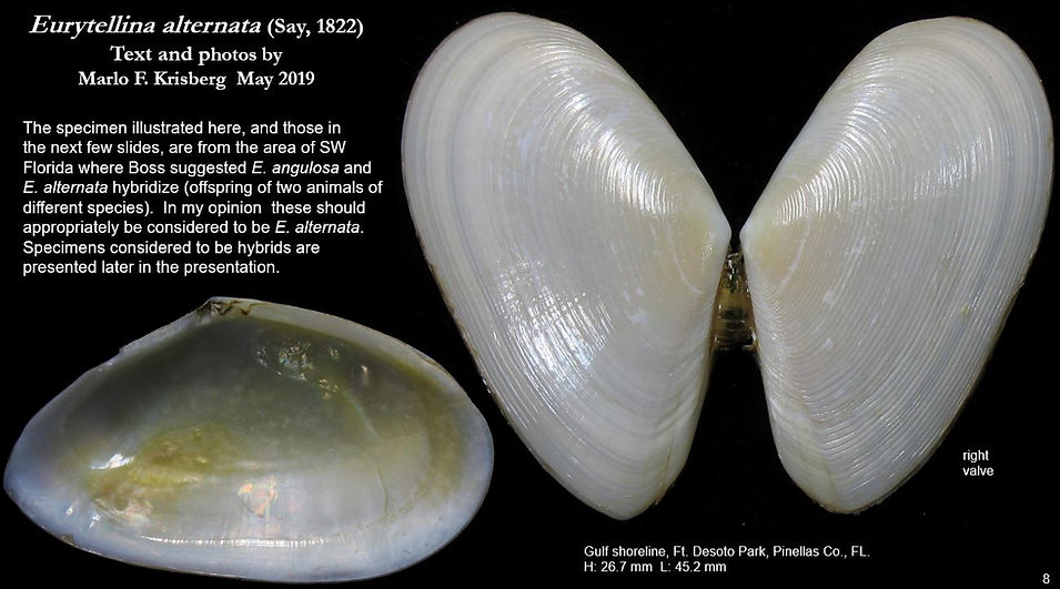 E. alternata 8 rev.JPG