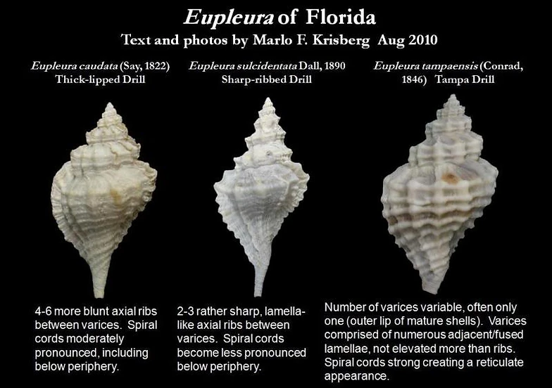 Eupleura Sulcidentata Letstalkseashells