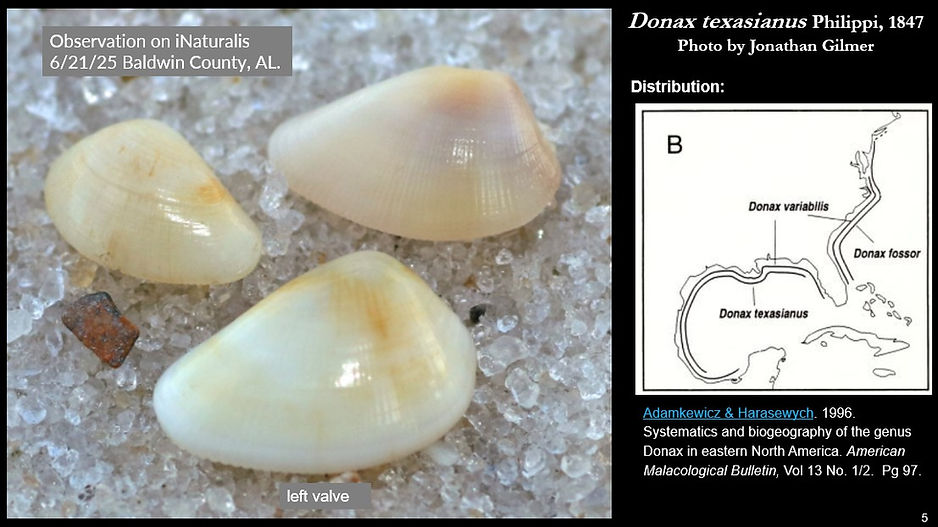 Donax texasianus 5.jpg