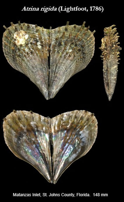 Pinnidae 2.jpg