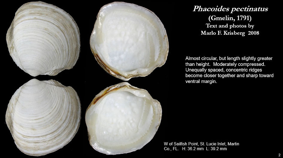 Phacoides pectinatus 2.jpg