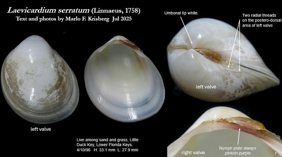 Laevicardium serratum 7.jpg