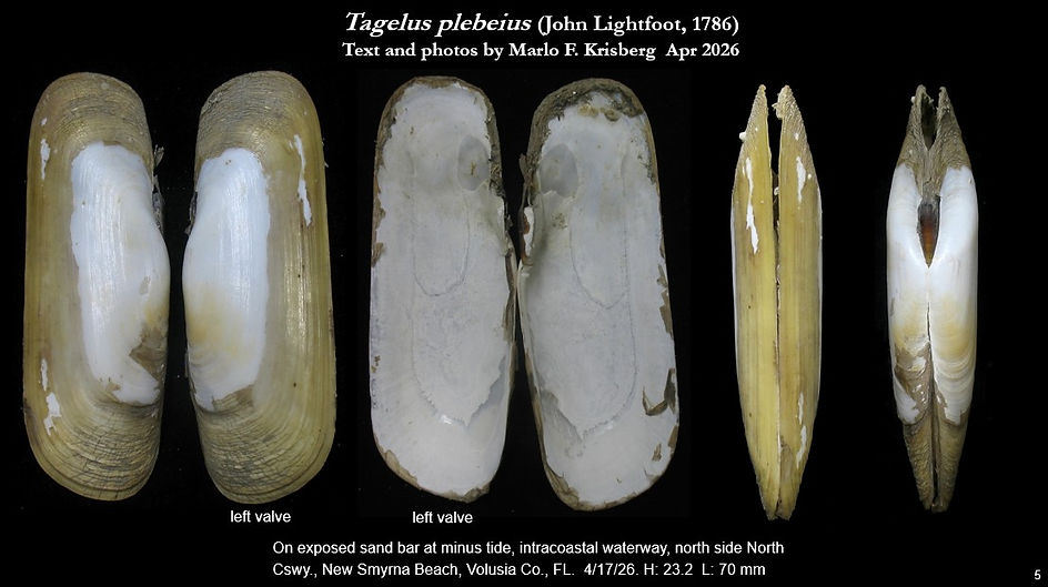 Tagelus plebeius New Smyrna 4.17.26.jpg