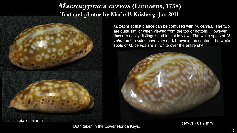 macrocypraea cervus 3.jpg