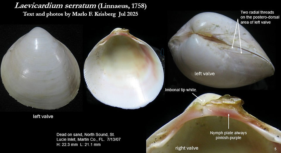 Laevicardium serratum 5.jpg