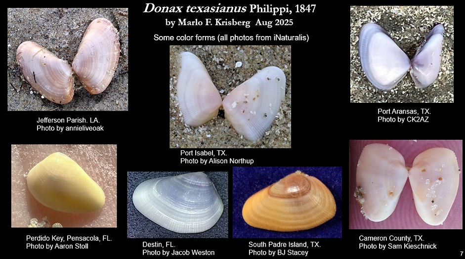 Donax texasianus 7.jpg