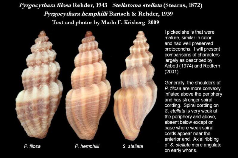 ComparisonPyrgocythara2