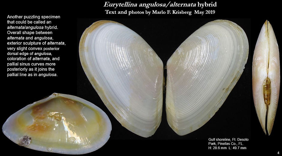 angulosa alternata hybrid 4.JPG