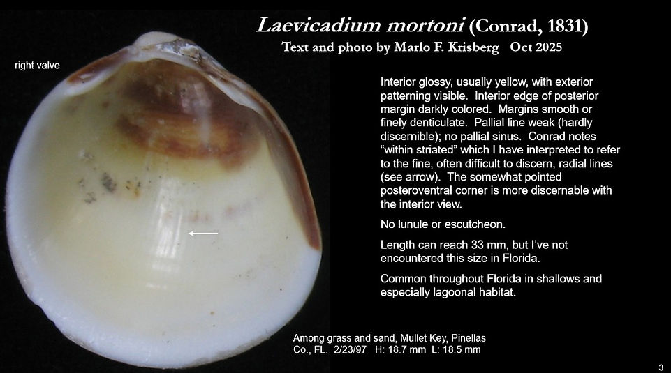 Laevicardium mortoni 3.jpg