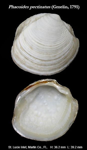 Lucinidae 9.jpg