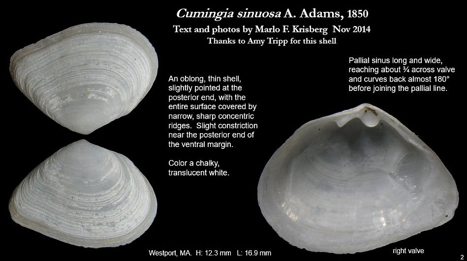 Cumingia sinuosa 2.jpg