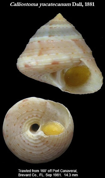 Calliostomitidae 8.jpg