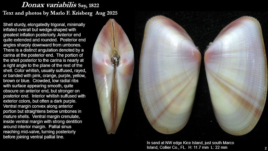 Donax variabilis 2.jpg