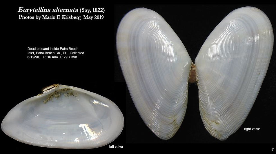 Eurytellina alternata 7.JPG