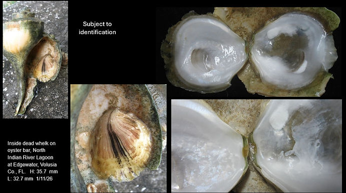 Oyster Edgewater.jpg