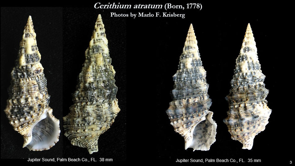 Cerithium atratum 3.jpg