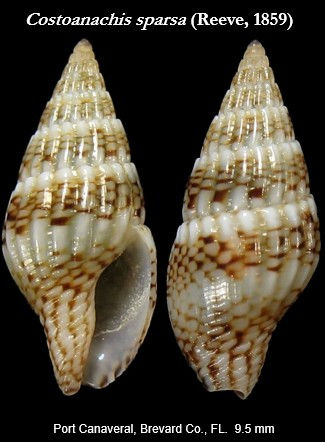 Columbella and more 7.jpg