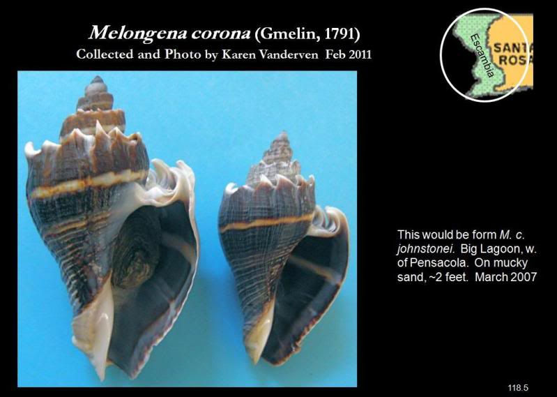 mc118-5
