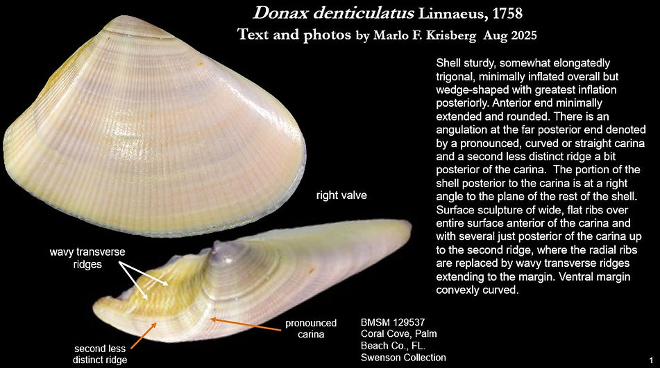 Donax denticulatus 1.jpg