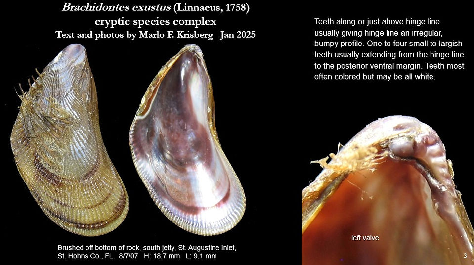 B. exustus 3.jpg