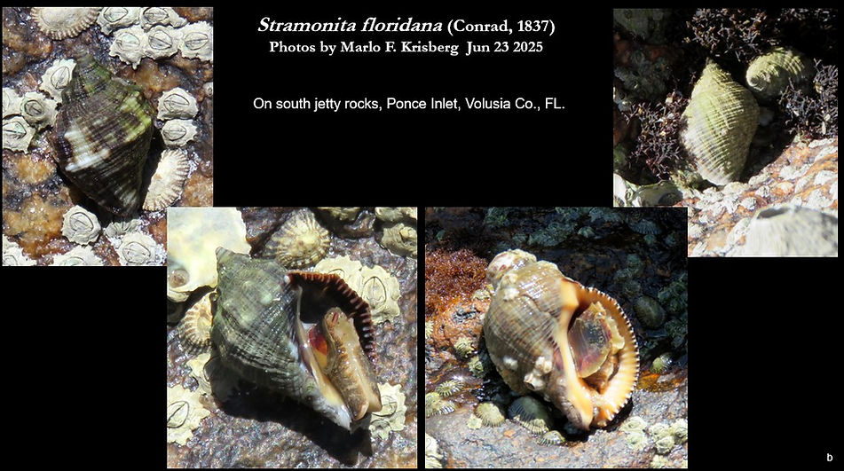 Stramonita floridana b.jpg