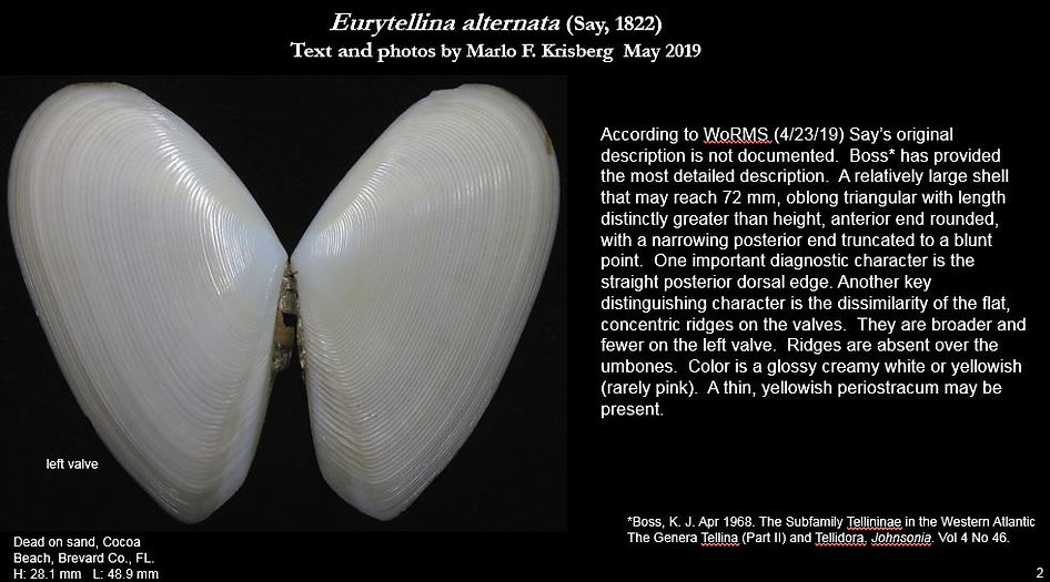Eurytellina alternata 2.JPG