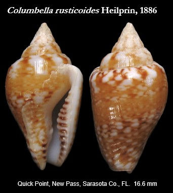 Columbella and more 1.jpg