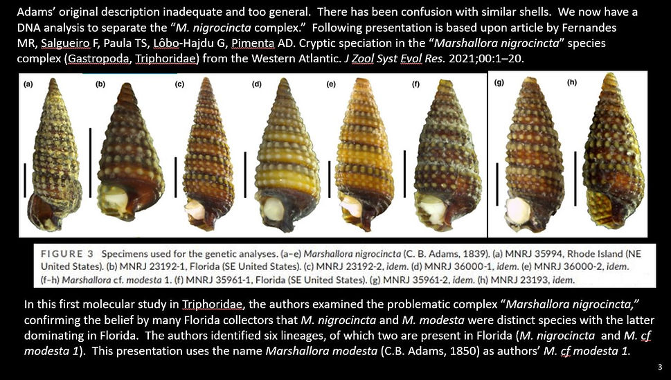 Marshallora nigrocincta 3.JPG