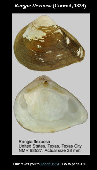 Mactridae 6.jpg