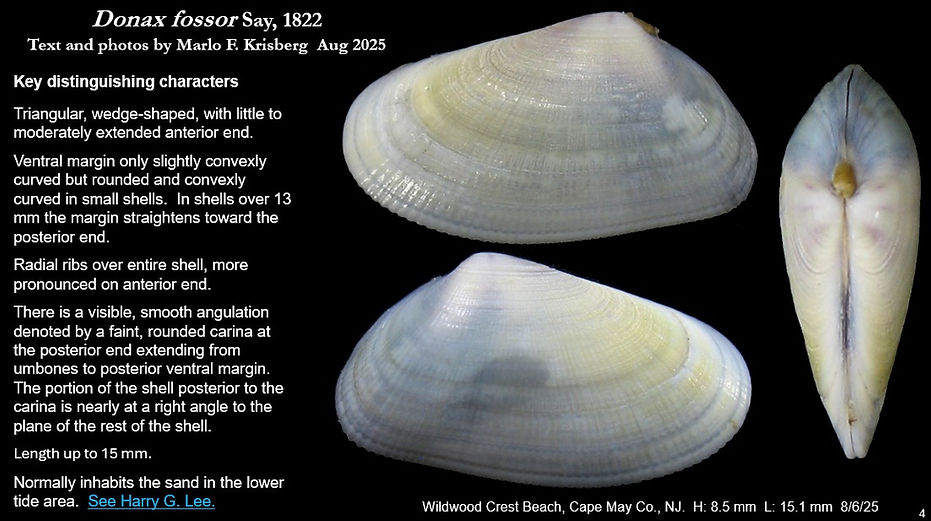 Donax fossor 4.jpg