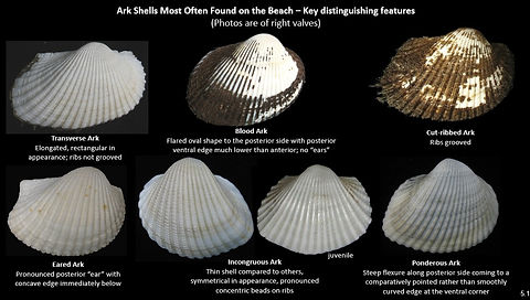 Arc shells 5.1.jpg