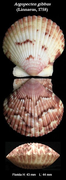 Pectens 5.jpg