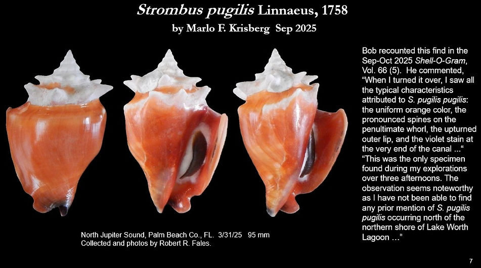 Strombus pugilis 7.jpg