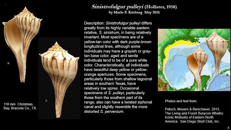 Sinistrofulgur pulleyi 3.jpg