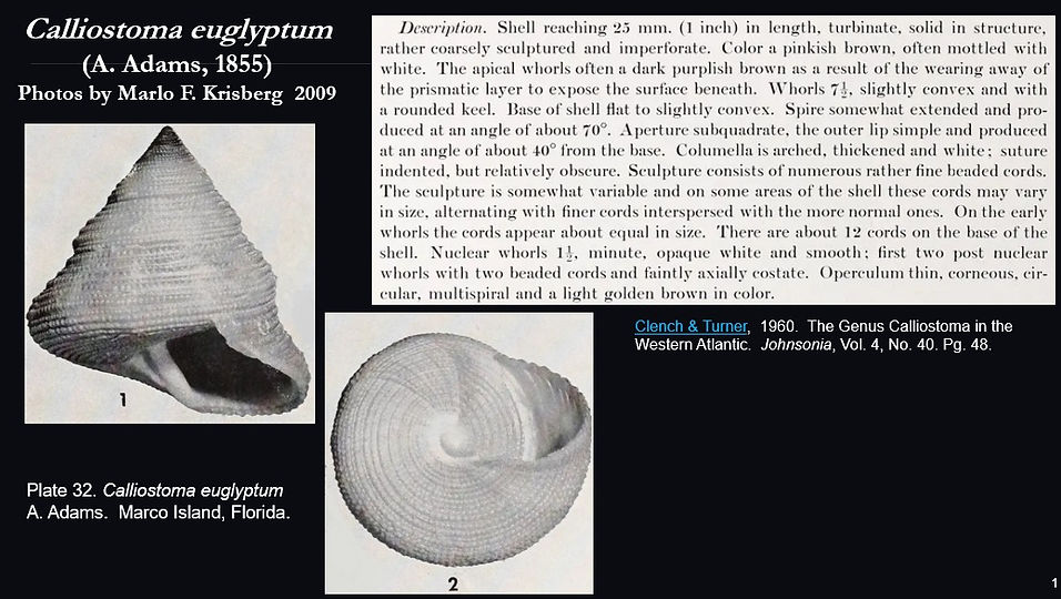Calliostoma euglyptum 1 .jpg