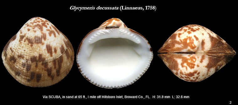Glycymerididae 2.jpg