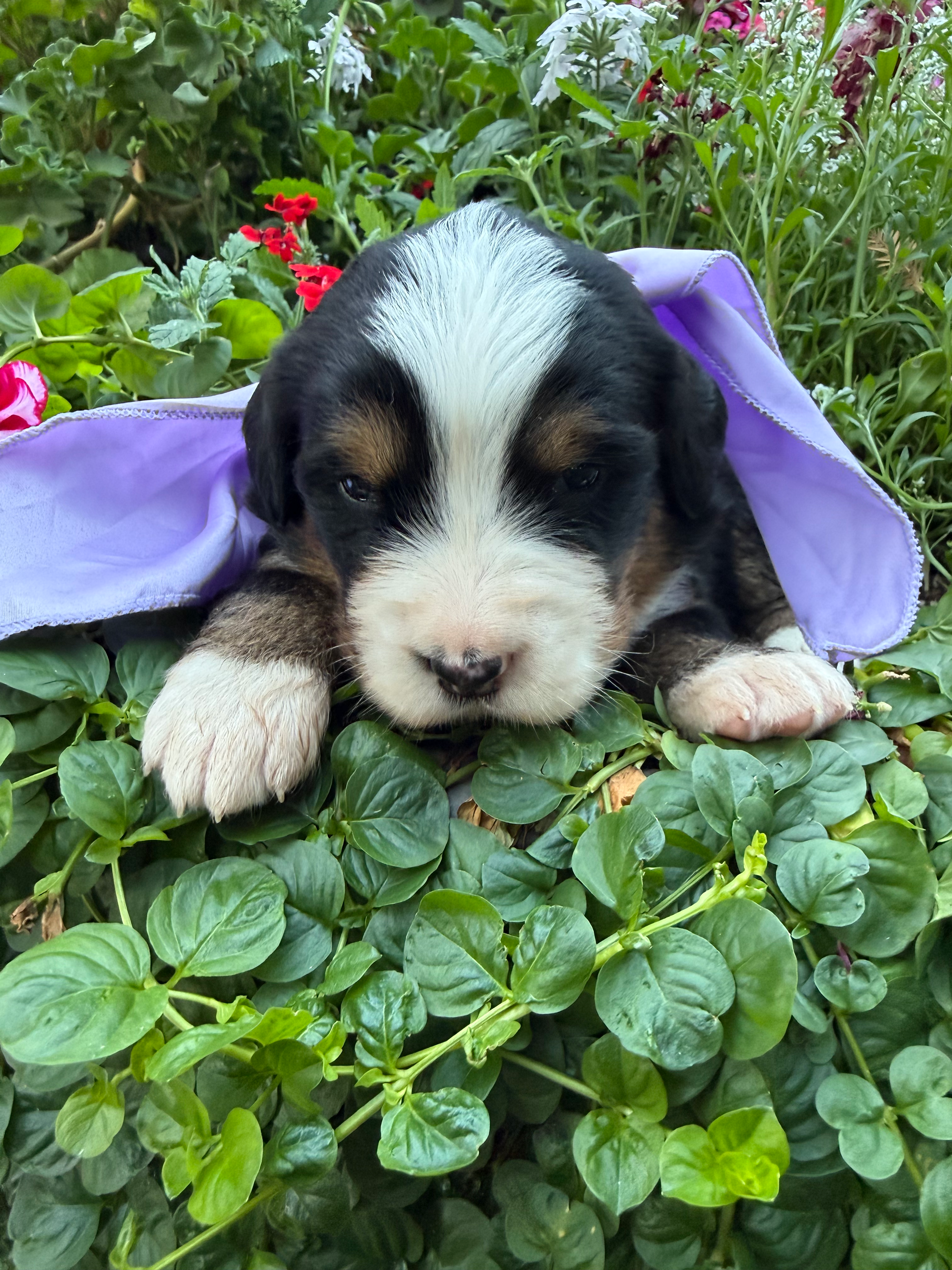 Purple Female Puppy Deposit. Total Price: $2400 (balance due at time of pickup)