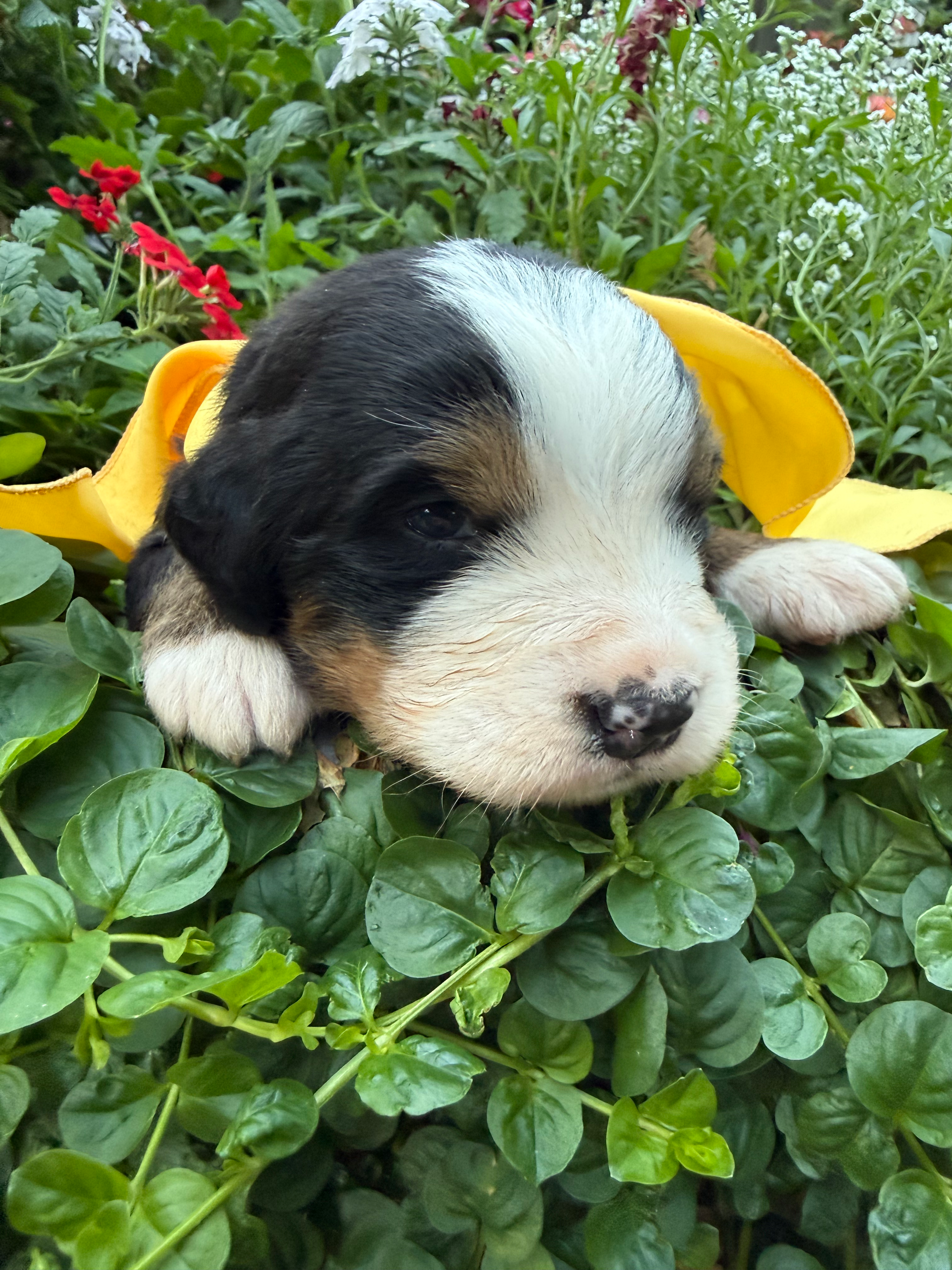 Yellow Male Puppy Deposit. Total Price: $2400 (balance due at time of pickup)
