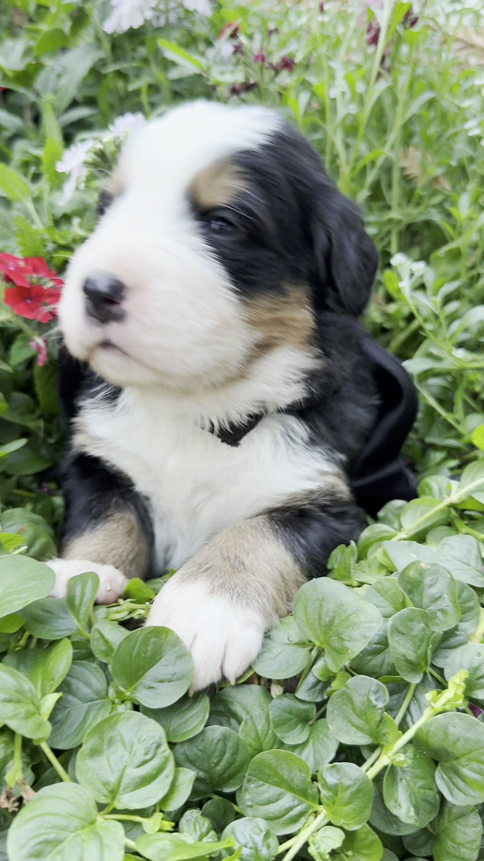 Thumbnail: Black Male Puppy Deposit.  Total Price: $2400 (balance due at time of pickup)