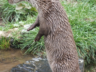 The Lost Gardens of Heligan- Cornwall Coastal Otter Project (CCOP)