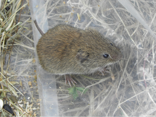 Small mammals at Walmsley