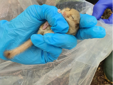 2021 Surveys and monitoring 