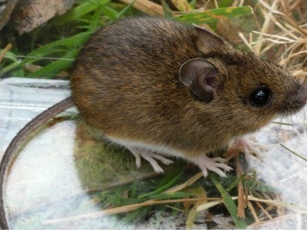 Trevose Head – small mammal surveys with the National Trust