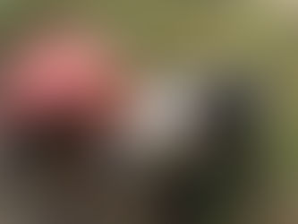 Mammal Surveying at the Cornwall Seal Sanctuary