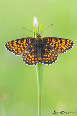 Flockenblumen-Scheckenfalter