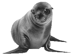 Baby zeehond