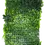 Thumbnail: Everglades Ivy