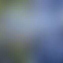 wild vs regular blueberries