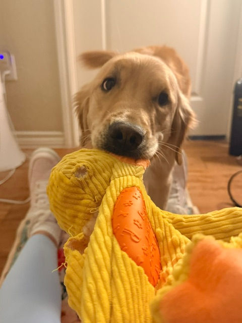 turning play time of tug-of-war with my golden retriever into a workout