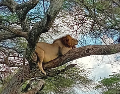 Tree Climbing Lion in Tarangire.jpg